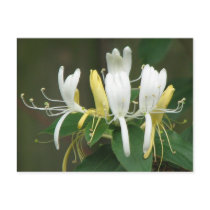 Honeysuckle postcards by princessklb07 Honeysuckle postcards