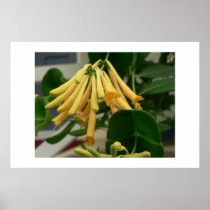 Honeysuckle. posters