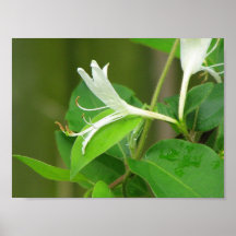 Honeysuckle Poster