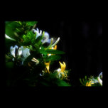 Honeysuckle posters
