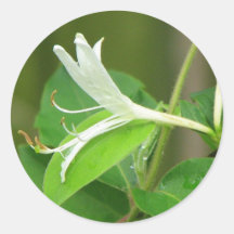 Honeysuckle Round Stickers