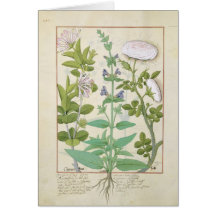 Honeysuckle, Sage and Rose Cards