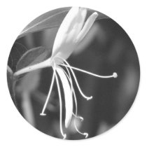 Honeysuckle stickers by princessklb07 Honeysuckle stickers