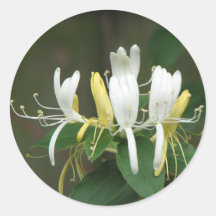 Honeysuckle Stickers