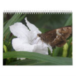 Hong Kong Flowers Floral Calendar