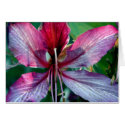 Hong Kong Orchid Tree blank card by dphleger Hong Kong Orchid Tree blank card