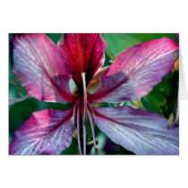 Hong Kong Orchid Tree blank card