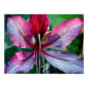 Hong Kong Orchid Tree flower posters by dphleger Hong Kong Orchid Tree flower posters