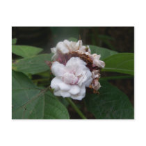 Honolulu Rose postcards by lonedragonfli Honolulu Rose postcards