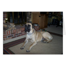 Hooch Mastif cards