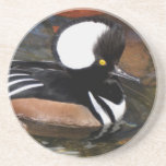 Hooded Merganser Bird Coaster