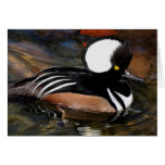 Hooded Merganser Bird Notecard