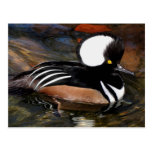 Hooded Merganser Bird Postcard