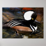 Hooded Merganser Bird Print