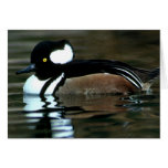 Hooded Merganser Cards