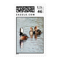 Hooded Merganser Ducks Postage Stamps