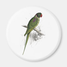 Hooded Parrakeet by Edward Lear Magnets