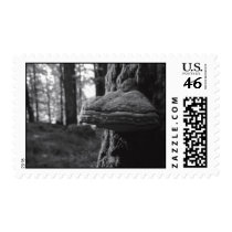 Hoof Fungus Postage