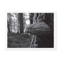 Hoof Fungus Postcard by EnglandDesigns Hoof Fungus Postcard