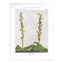 Hooker's Orchis - Lysias hookeriana posters