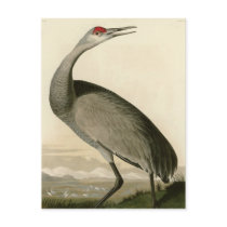 Hooping Crane Post Cards