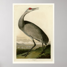 Hooping Crane Print