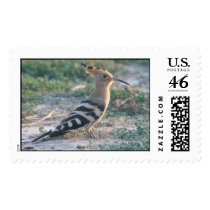 hoopoe postage