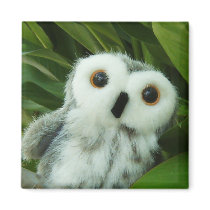 Hoot Hoot! magnets