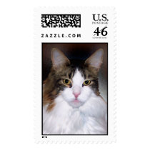 Hootie the Maine Coon postage by dollargrafix Hootie the Maine Coon postage