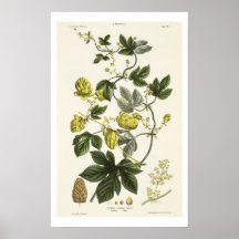 Hop Vine, from 'The Young Landsman', published Vie Posters