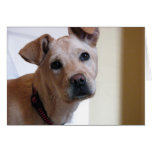 dogs, dog, dog lover, animals, pets, pet, get