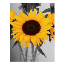 Hope Sunflower Postcard
