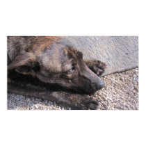 Hopeful For A Forever Home posters