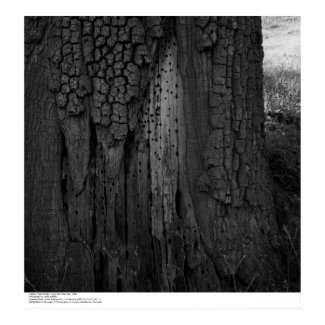 Hopland Field Station Large Oak Tree, May, 1966 print