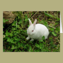 Hoppy Easter cards