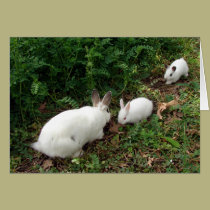 Hoppy Mother's Day cards