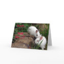 Hoppy Valentine's Day cards by InKibus Hoppy Valentine's Day cards