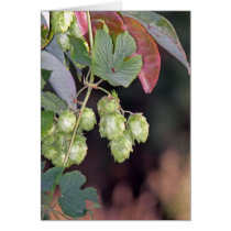 Hops cards by PointofviewbyLou Hops cards