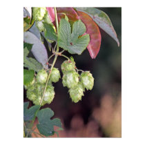 Hops posters by PointofviewbyLou Hops posters
