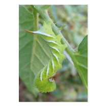 Horn Worm ~ ATC business cards