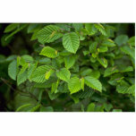 Hornbeam (carpinus betulus) acrylic cut out