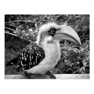 Hornbill bird close up looking at camera bw post cards