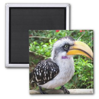 Hornbill bird close up looking at camera magnets