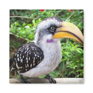 Hornbill bird close up looking at camera magnets