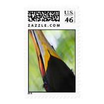 Hornbill Postage Stamp
