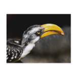 Hornbill  Tidbit Postcard
