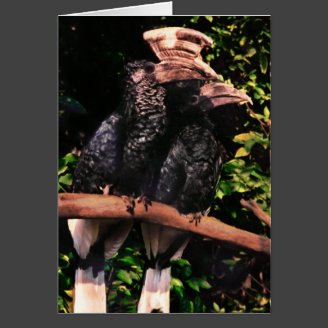 Hornbills In Love