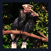 Hornbills In Love posters by iggymak Hornbills In Love posters
