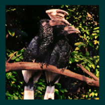 Hornbills In Love posters