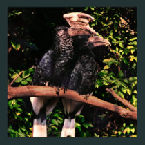 Hornbills In Love posters
